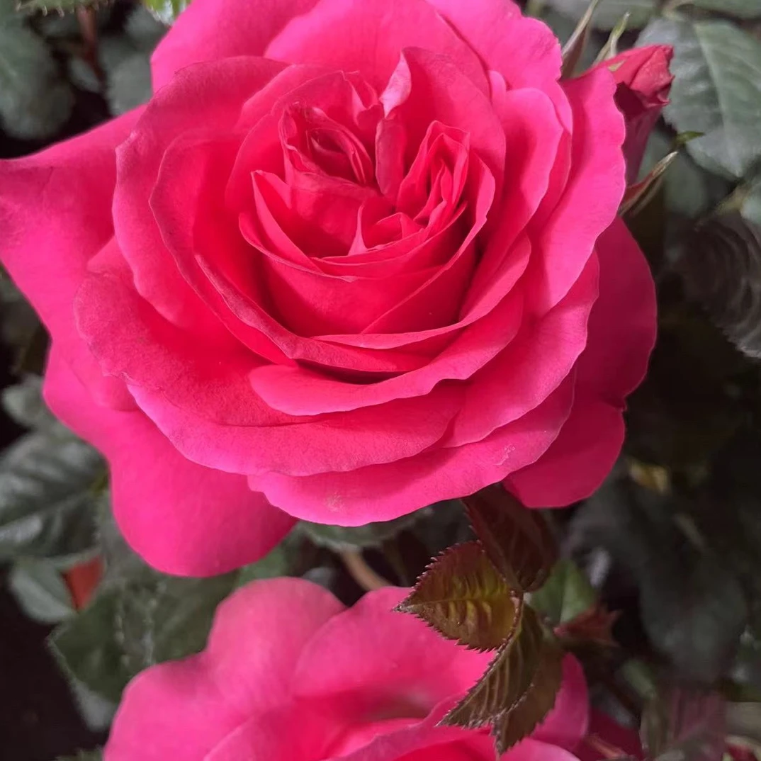 月季花苗梦幻大花型四季开花带花苞室内外阳台庭院盆栽花卉