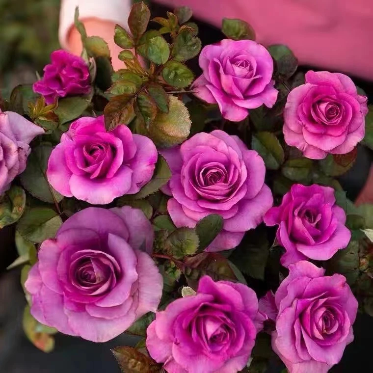 紫美人月季花苗阳台 庭院 盆栽月季多季开花