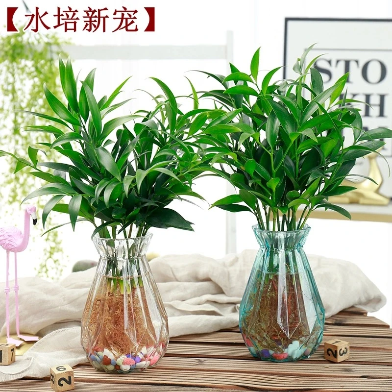 水培新宠驱蚊竹富贵竹水养水培植物室内客厅绿植花卉盆栽四季常青