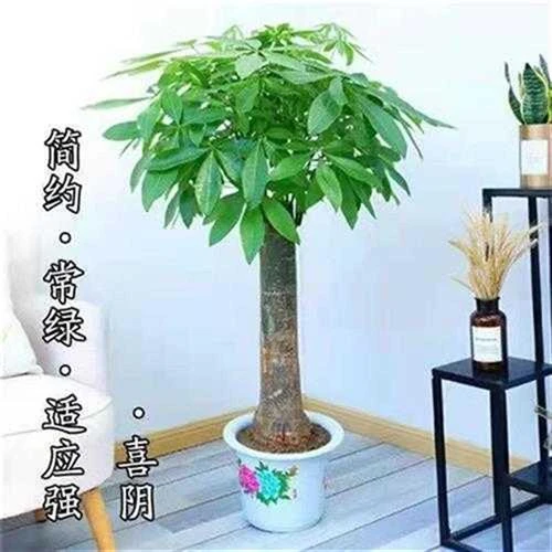 客厅旺宅绿植大发财树盆栽室内外盆景发财树办公室吸甲醛净化空气