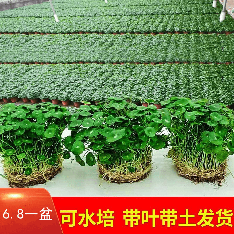 【推荐】铜钱草金钱草水培绿植盆栽室内阳台办公室水养植物花卉绿