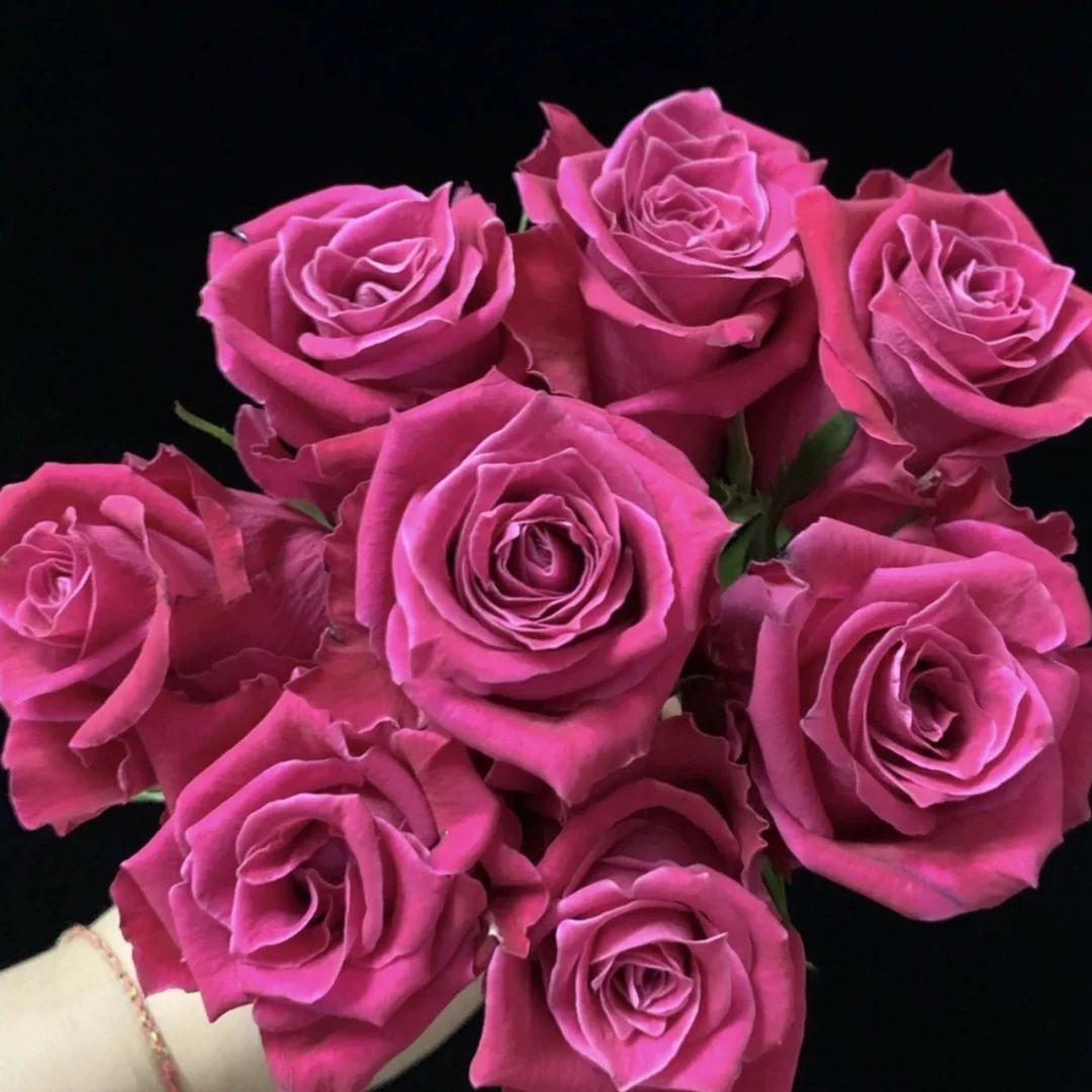 一加仑盆发货【大富贵】月季直播云南精品盆栽花卉四季开花浓香大花