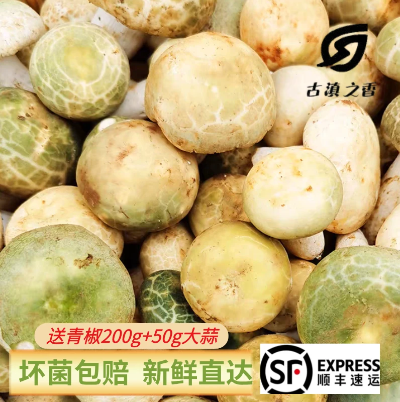 云南新鲜野生青头菌野生菌精选小骨朵当天采摘发货炖汤炒送青椒蒜