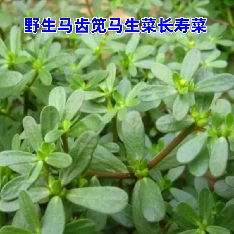 野生马齿笕新鲜现挖马生菜野菜长寿菜3斤包邮