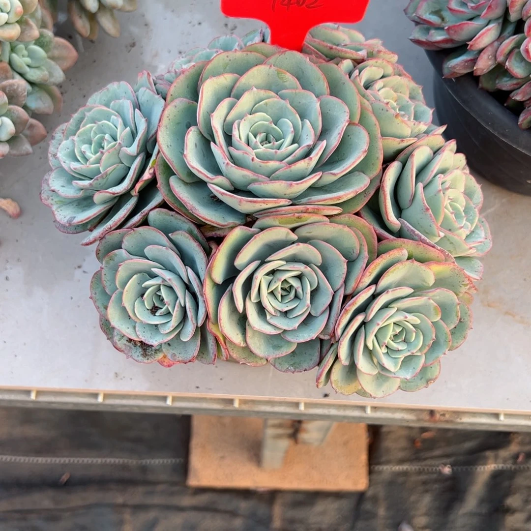 用****51402黄桃多肉植物