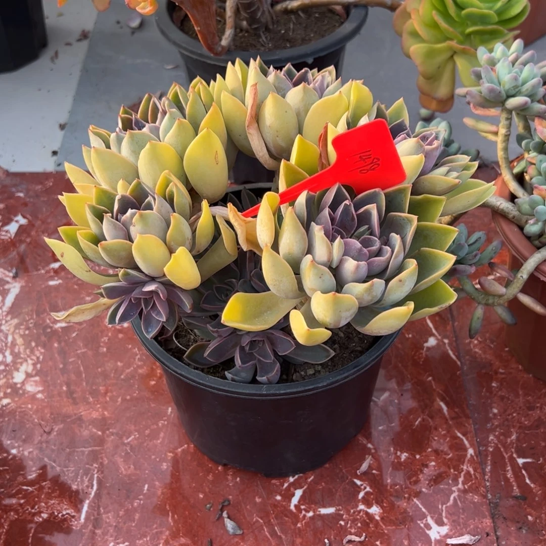 罗****车1498紫气东来多肉