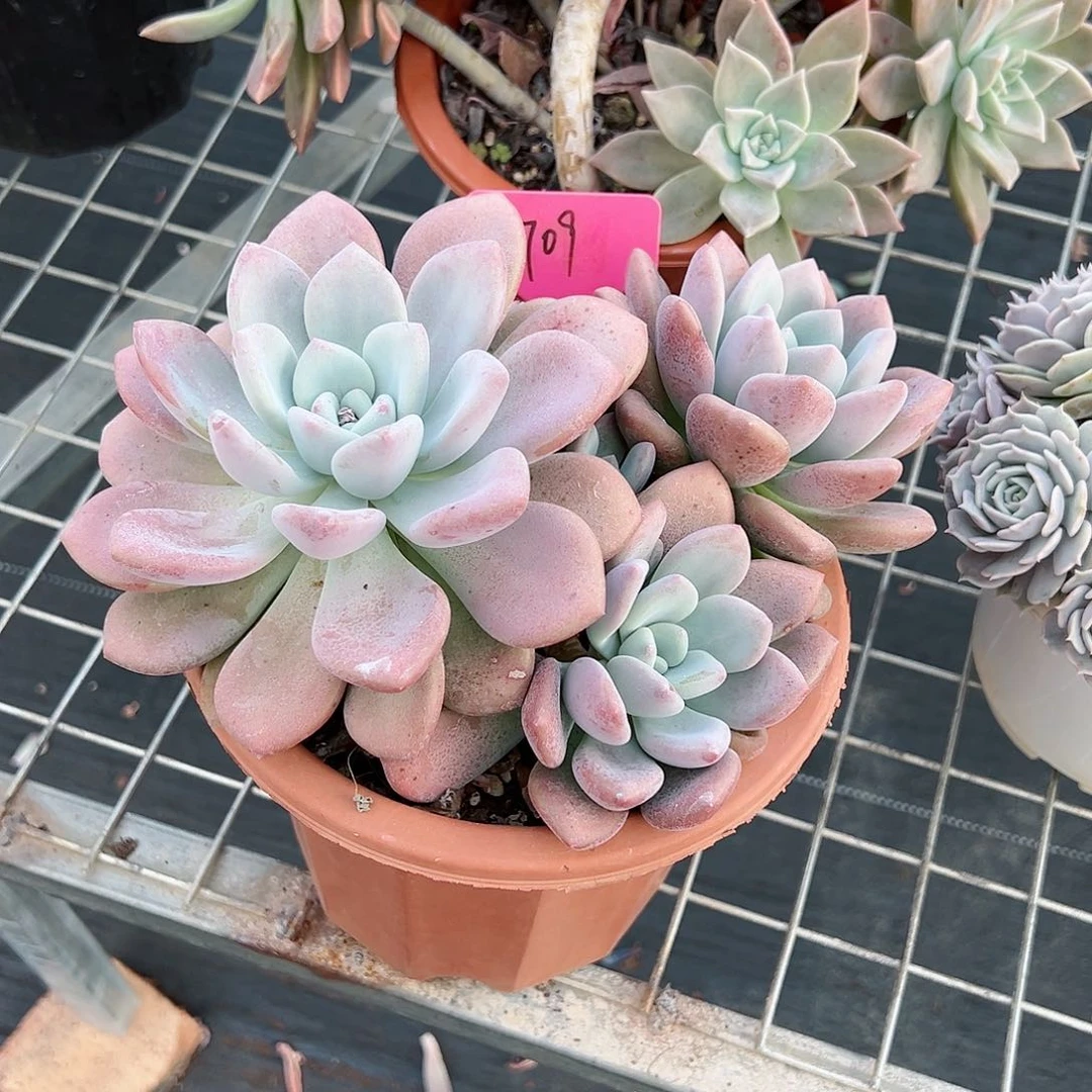 望***随709奥普多肉植物