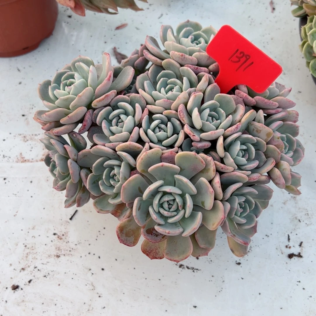 ?**?1391千山雪多肉植物