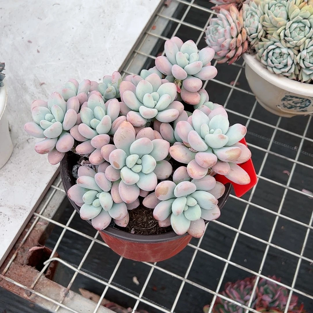 梦*781洛神多肉植物