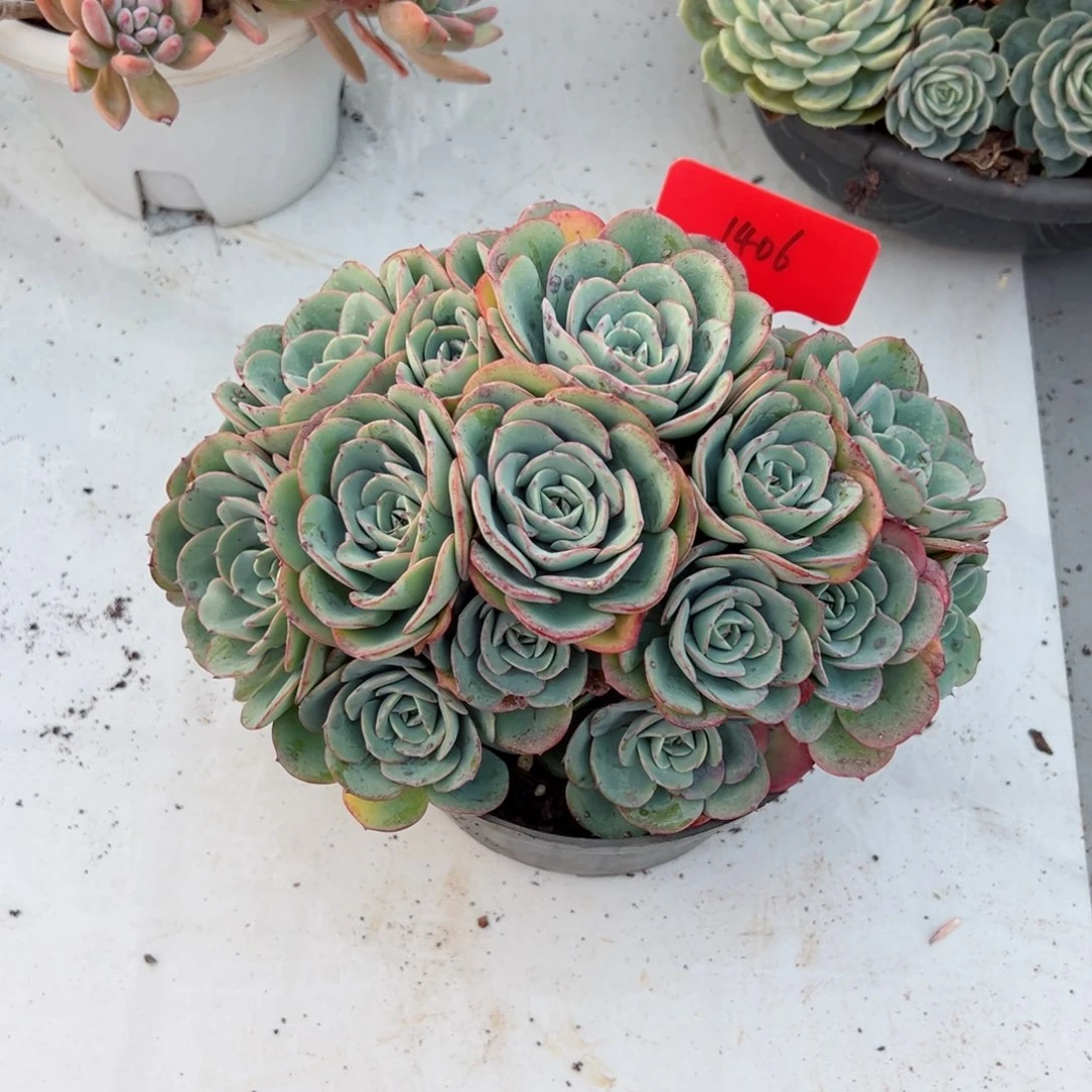 小*U1406黄桃多肉植物