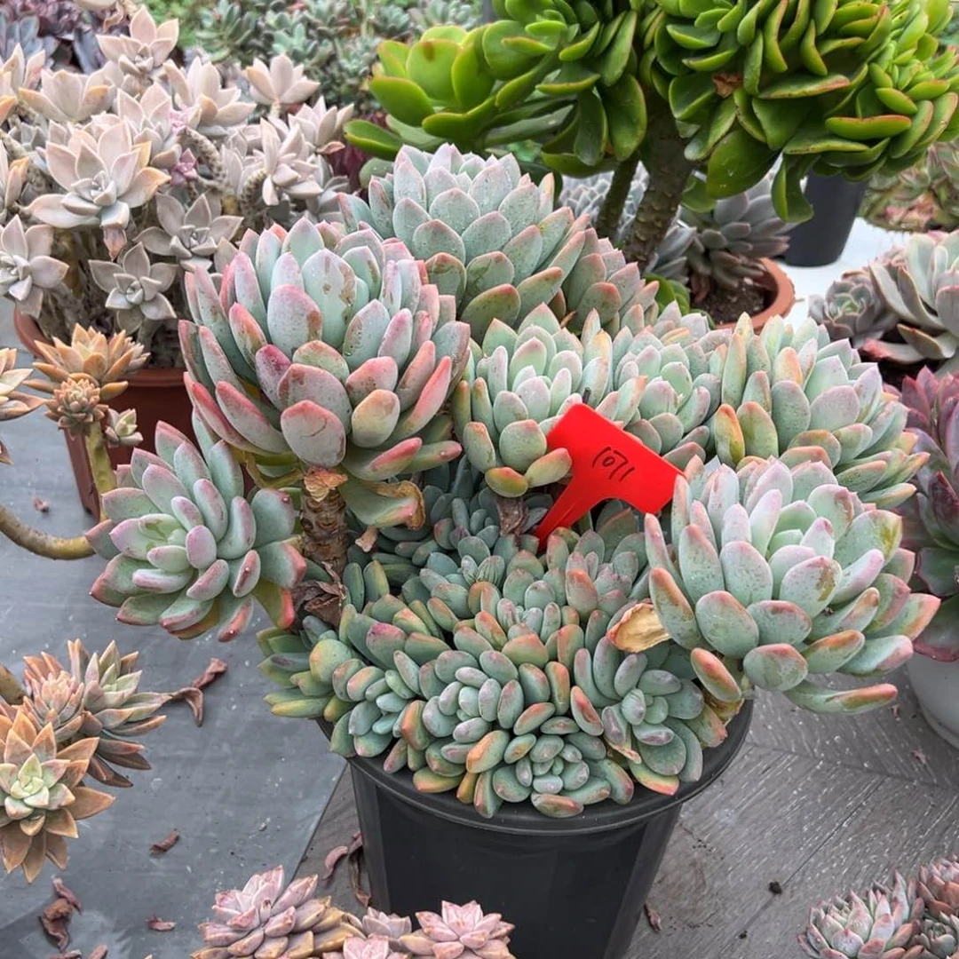 @****1071灰姑娘多肉植物