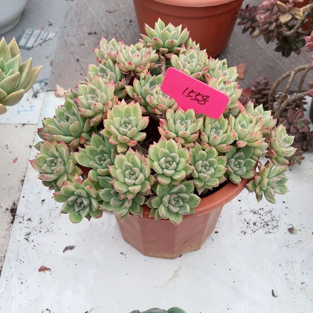 ?****?1558璀璨多肉植物