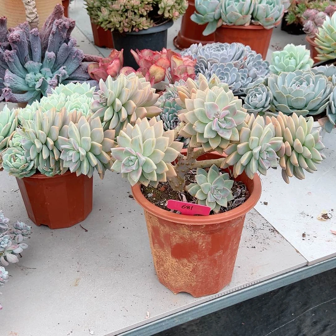 懂****8681淡雪多肉植物