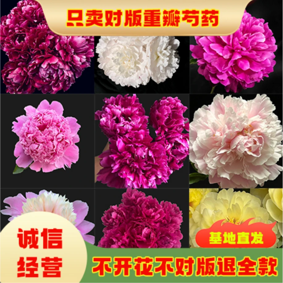 正宗重瓣芍药花苗盆栽山东菏泽基地直销绿植庭院牡丹耐寒花