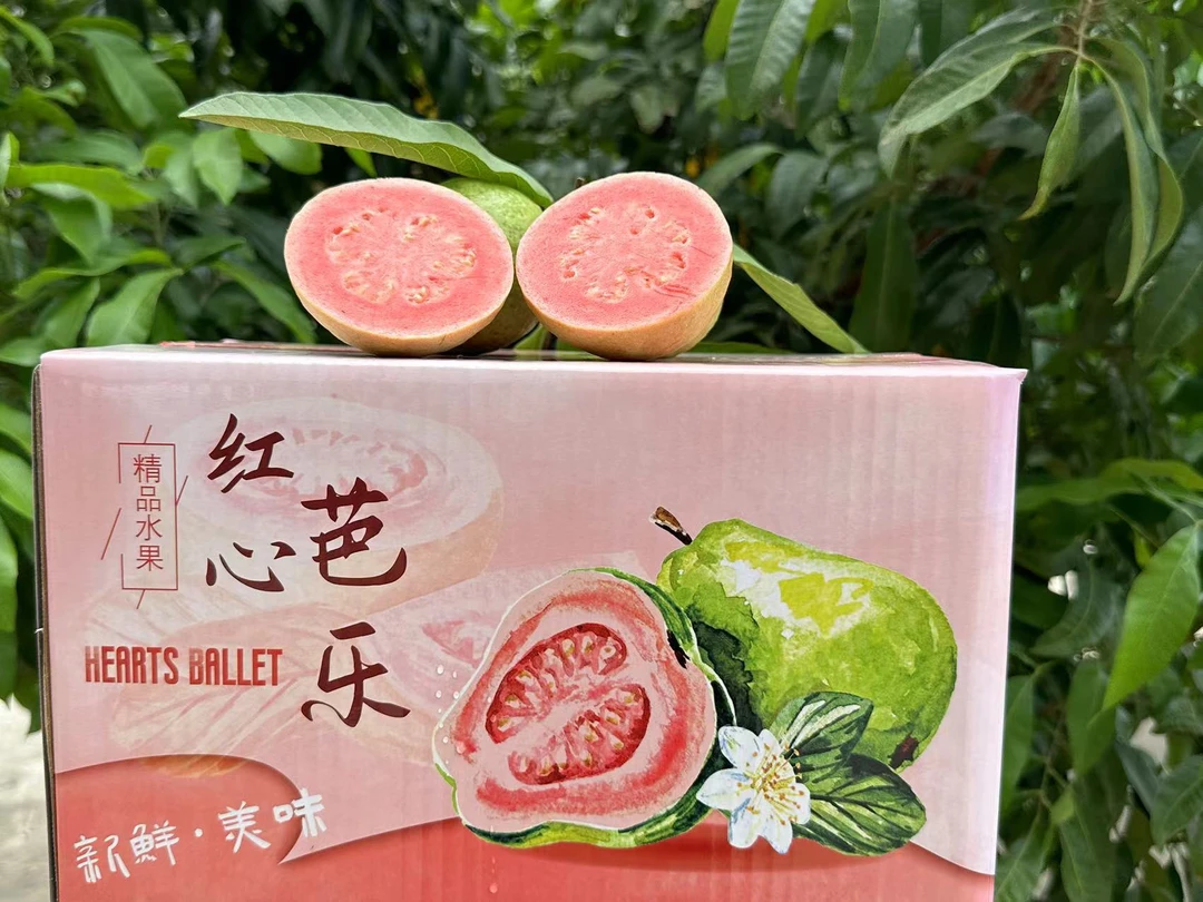 【礼盒装】精品大果广西新鲜香软芭乐红心番石榴水果软糯香甜5斤