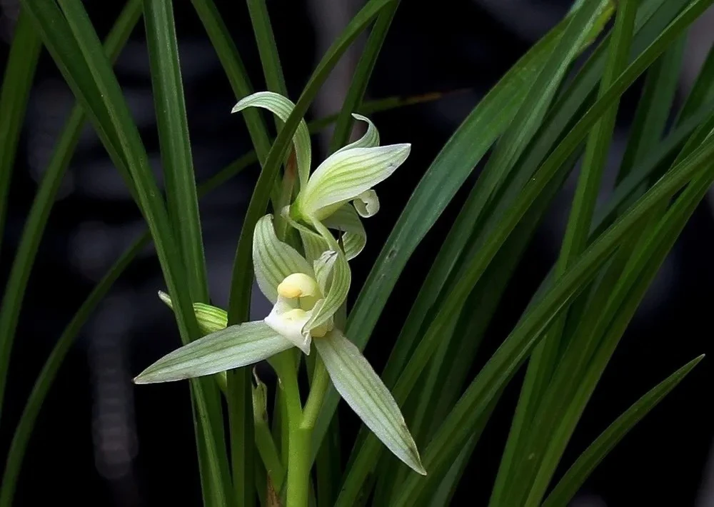 小益家花卉兰花绿植鲜花（自选）链接偏远地区不包邮直播间一物一拍