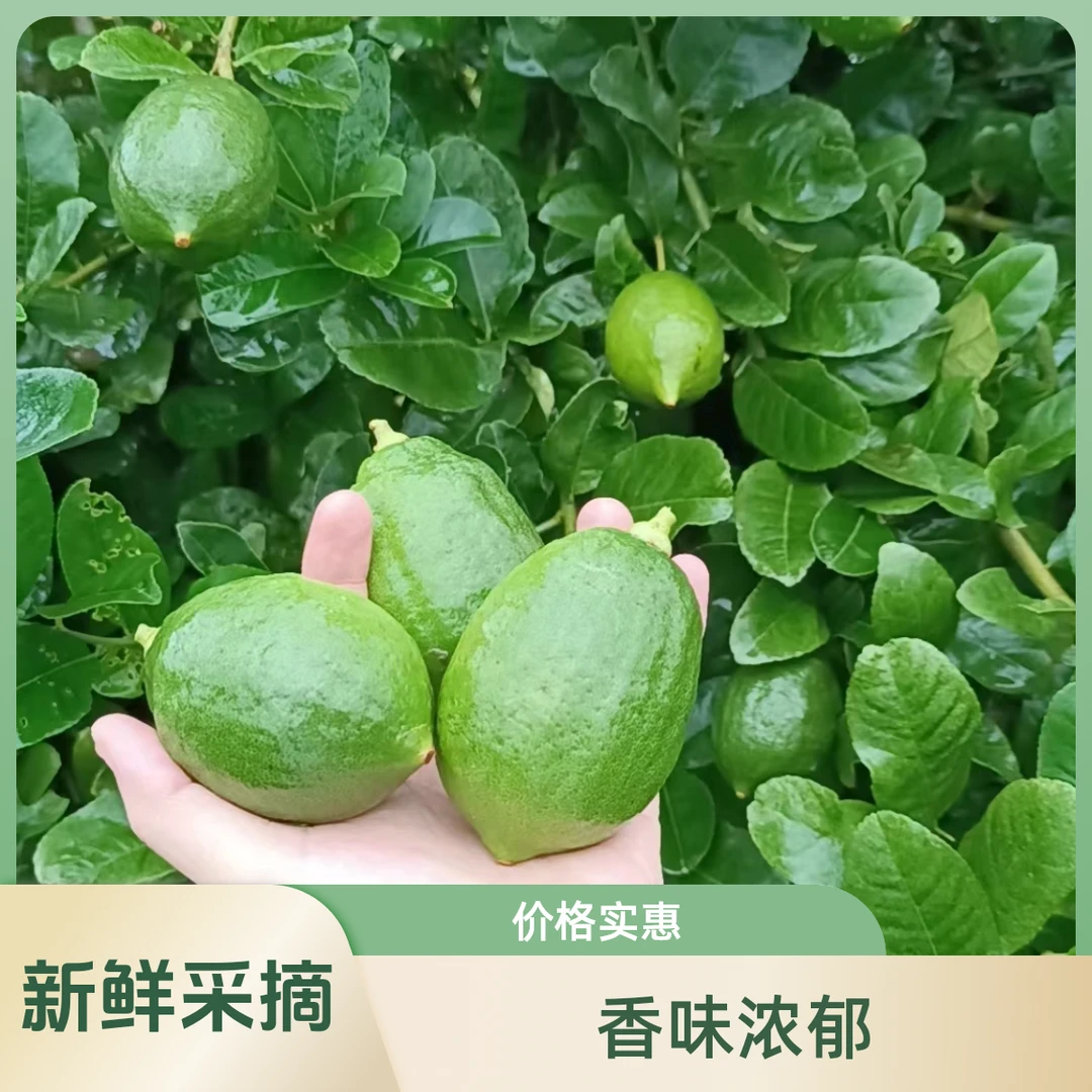 广东香水柠檬无籽新鲜采摘爆香型 奶茶店专用大果售后