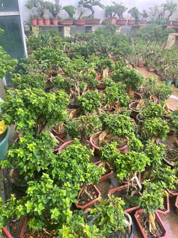 三角梅盆栽一物一拍