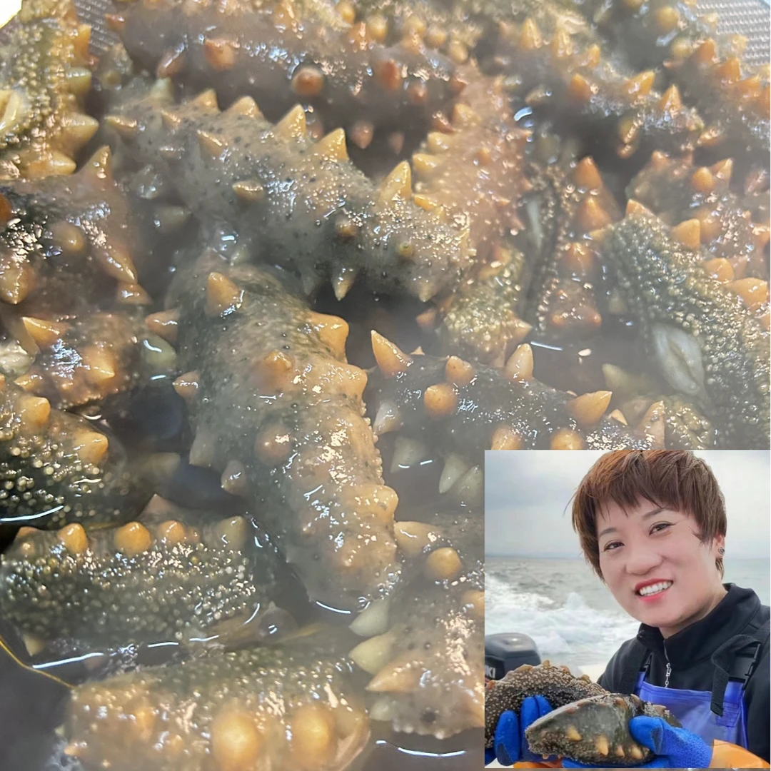 【福利广鹿岛野生鲜活海参】大连野生海参长海县顺丰包邮10-50斤