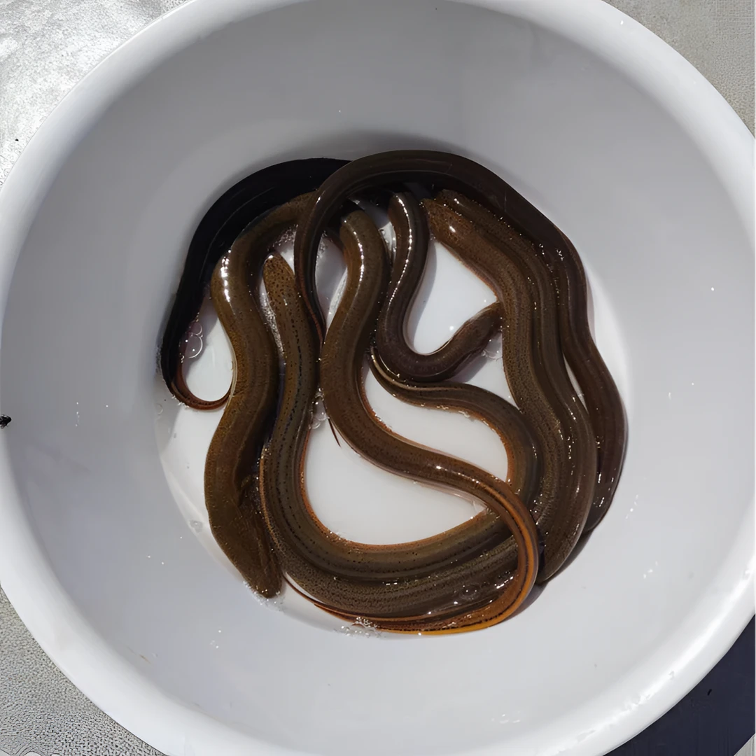 【盱眙韦小宝】土黄鳝河道湖泊自然生长鲜活捕捞顺丰包邮包活到家