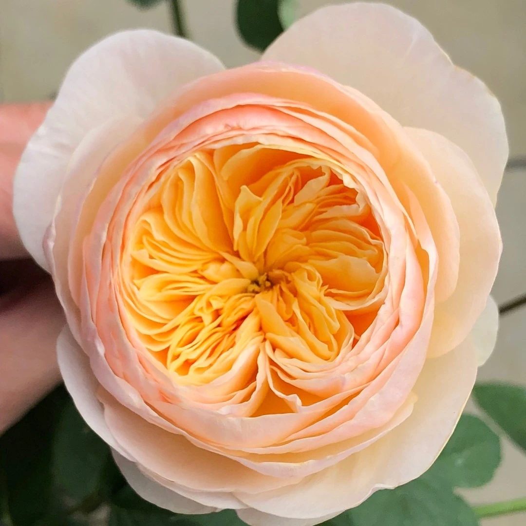 朱丽叶玫瑰奥斯汀花型重瓣月季多季节开花露天扦插苗庭院盆栽花苗