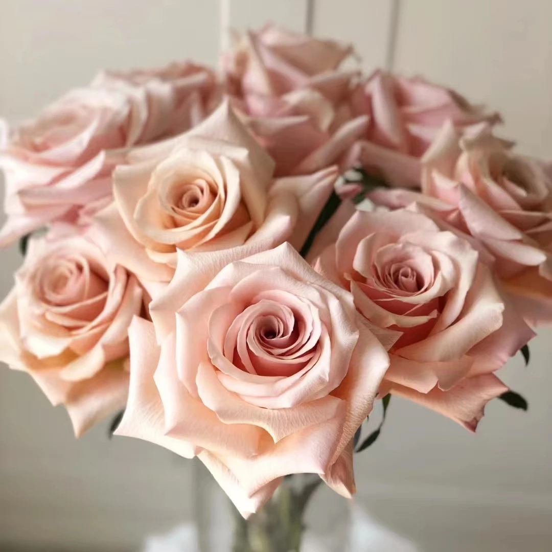 珍珠贝母肯尼亚进口切花扦插月季花苗复古棕粉色开放度好花瓣厚实