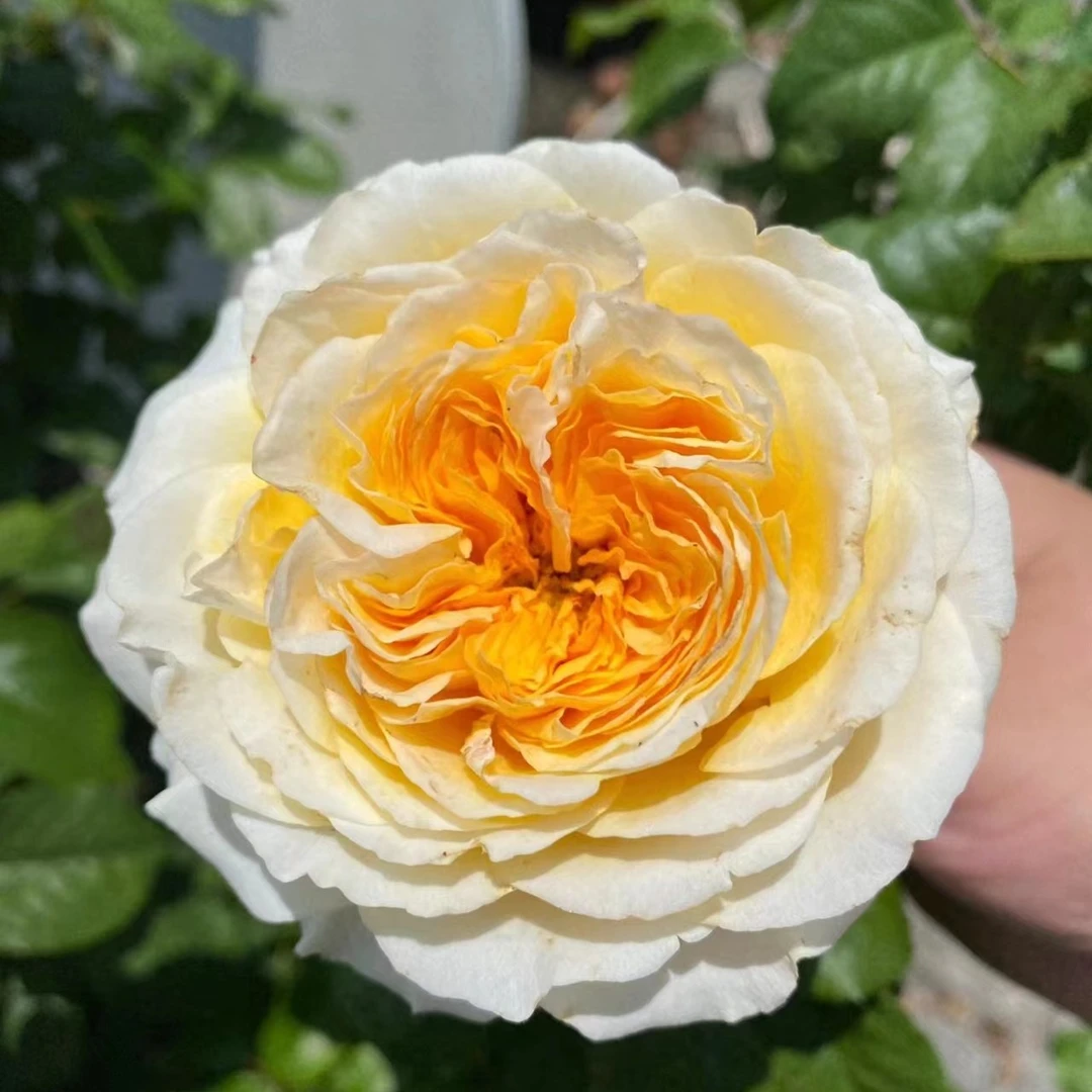 碧翠丝奥斯汀大花灌木月季玫瑰花苗花量大直立性强长势快四季开花