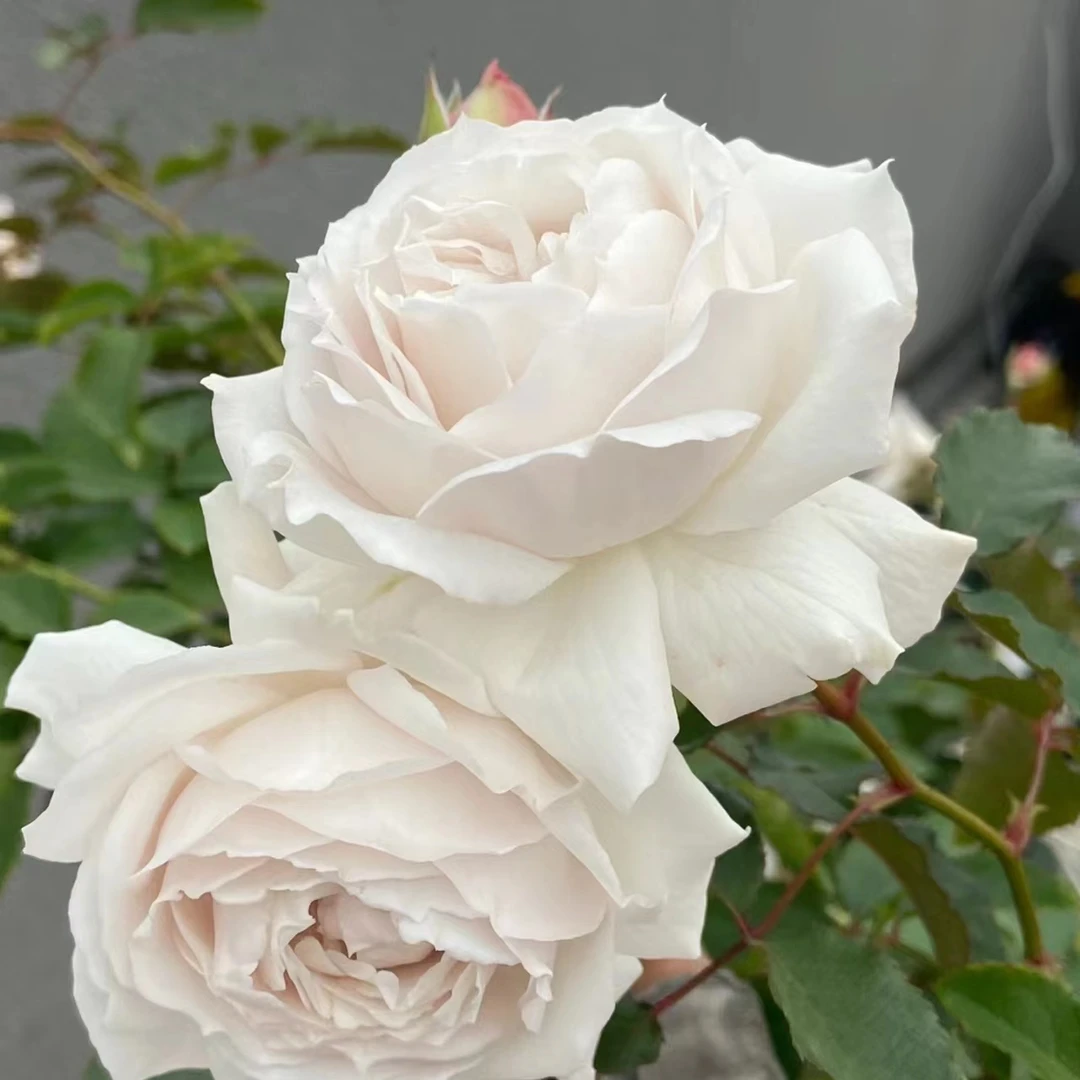 信念月季扦插花苗大花浓香灌木多季开花抗病植物日本超新品月季