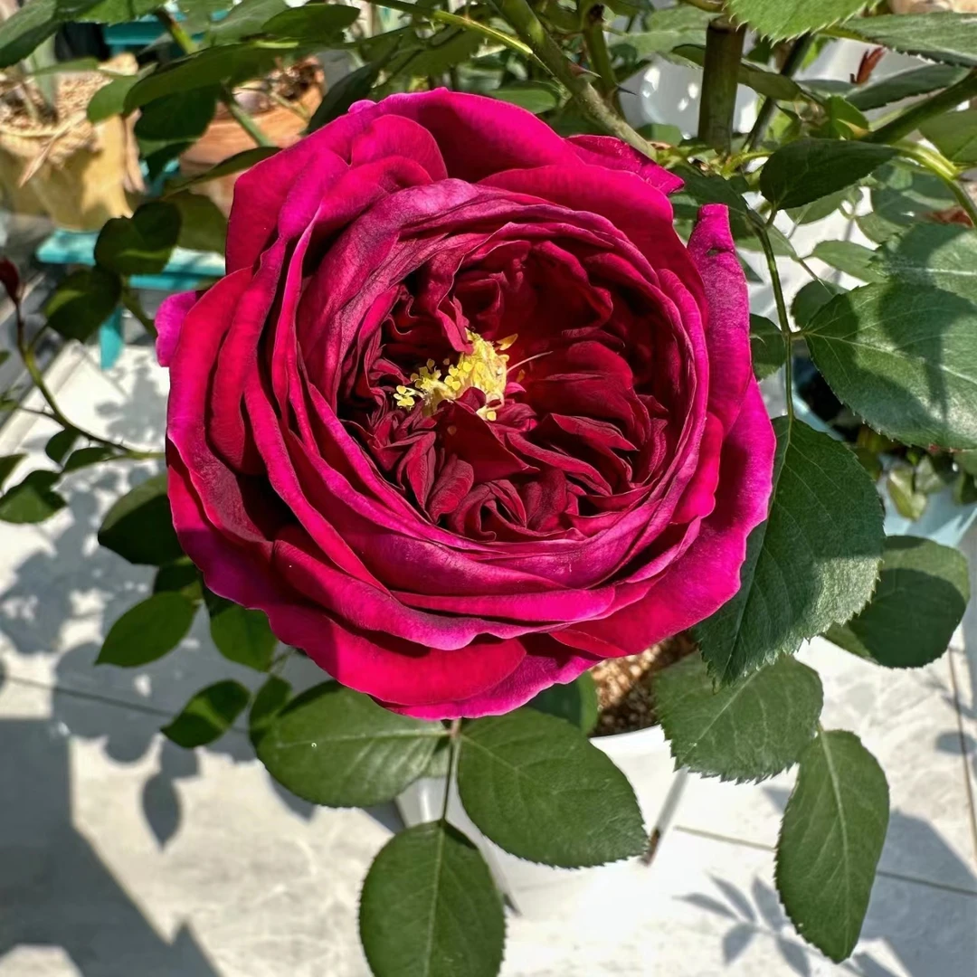 皇宫月季扦插花苗浓香花量大灌木阳台庭院开花植物花卉盆栽双生花