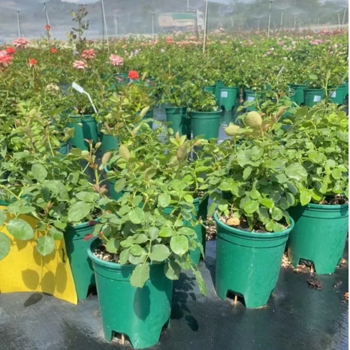 【盲盒月季】随机发货，不重复一加仑中苗盆栽阳台花苗庭院地栽四季