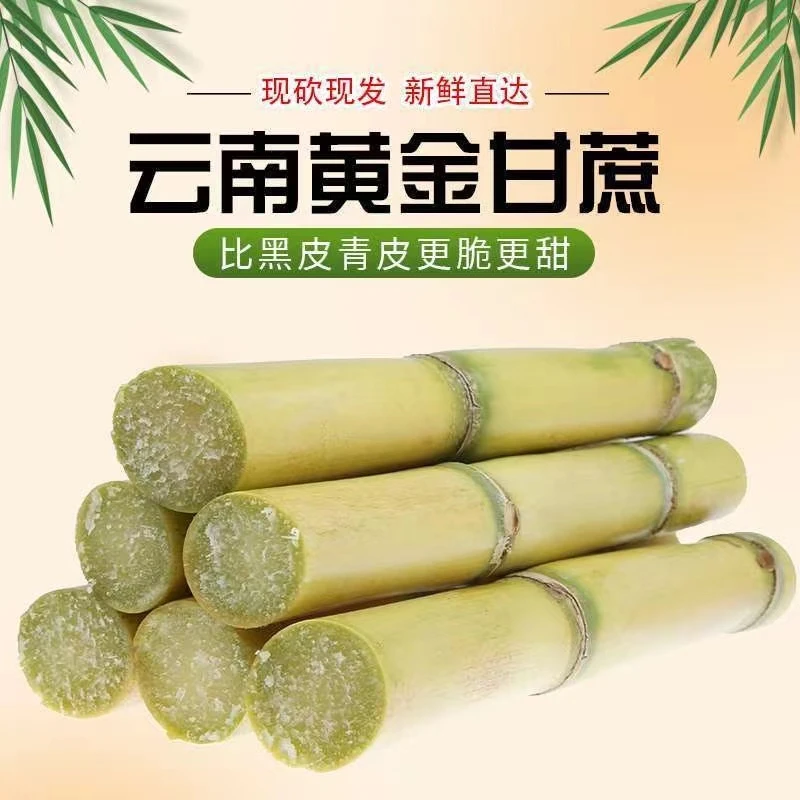 云南黄金甘蔗现砍新鲜应季农家皮薄清甜多汁黄皮甘蔗坏果包赔