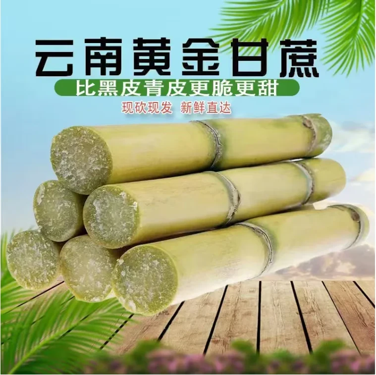 云南黄金甘蔗现砍新鲜应季农家皮薄清甜多汁黄皮甘蔗坏果包赔