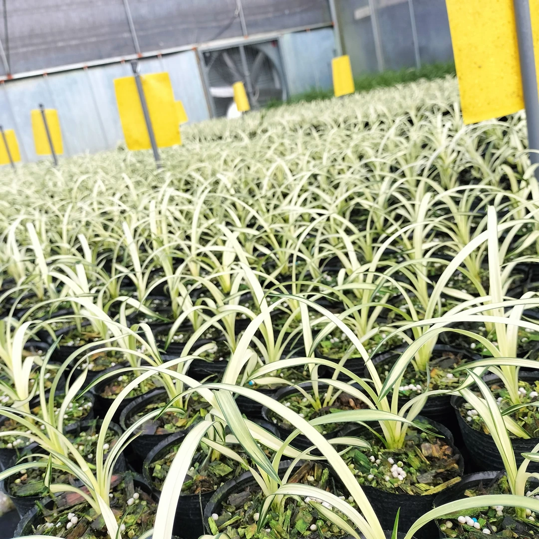 闽众兰花苗直播链接秋芝中透艺可带盆