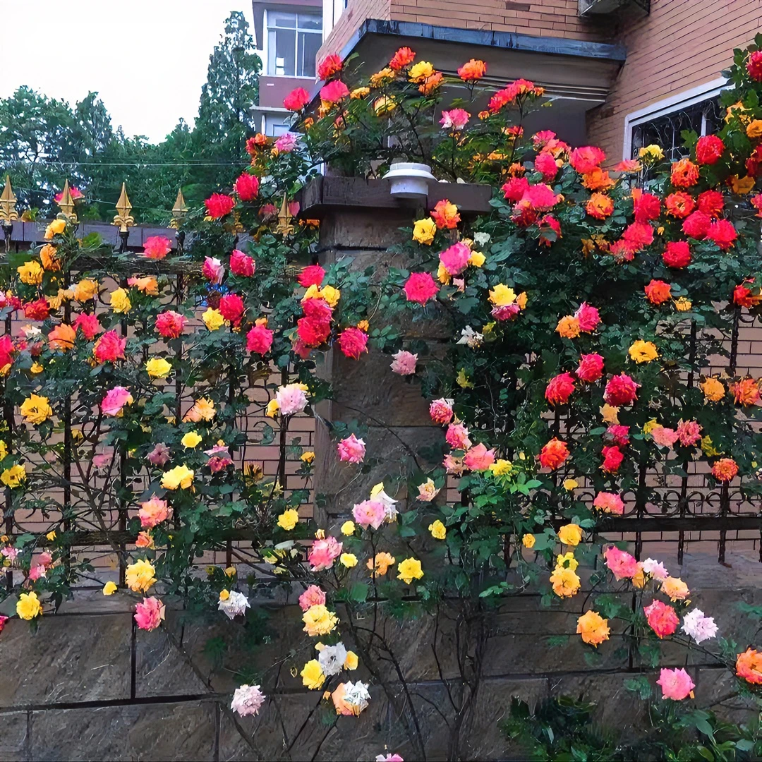 【藤彩虹】藤本月季爬藤蔷薇花苗庭院芳香花园植物盆栽玫瑰花卉