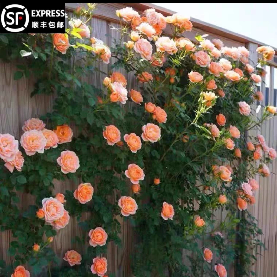 【藤甜梦】藤本月季爬藤蔷薇花苗庭院芳香花园植物盆栽玫瑰花卉
