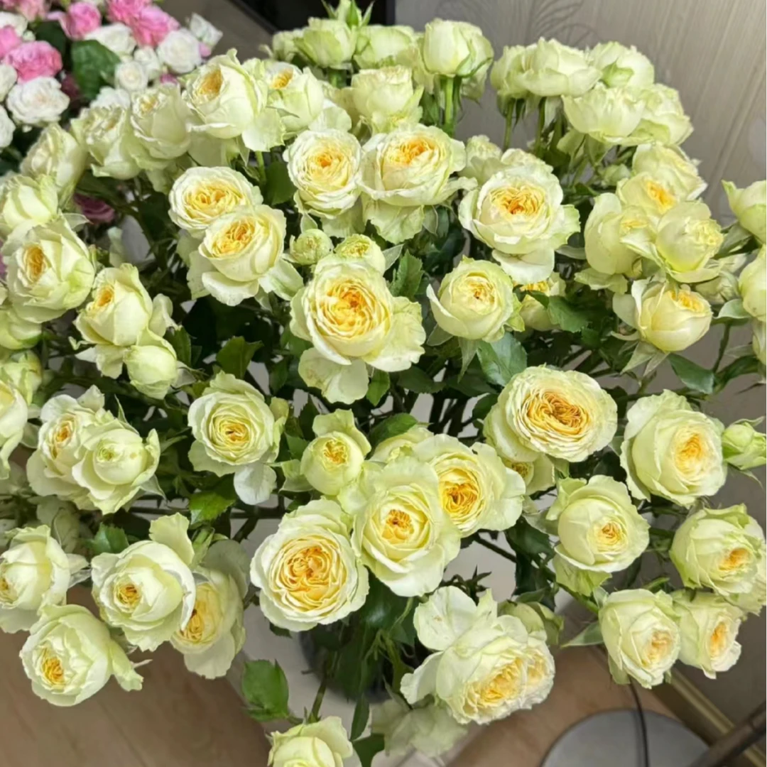 【花禧满阁】 牛油果泡泡多头玫 夏天小清新 (任意三单一个运费)