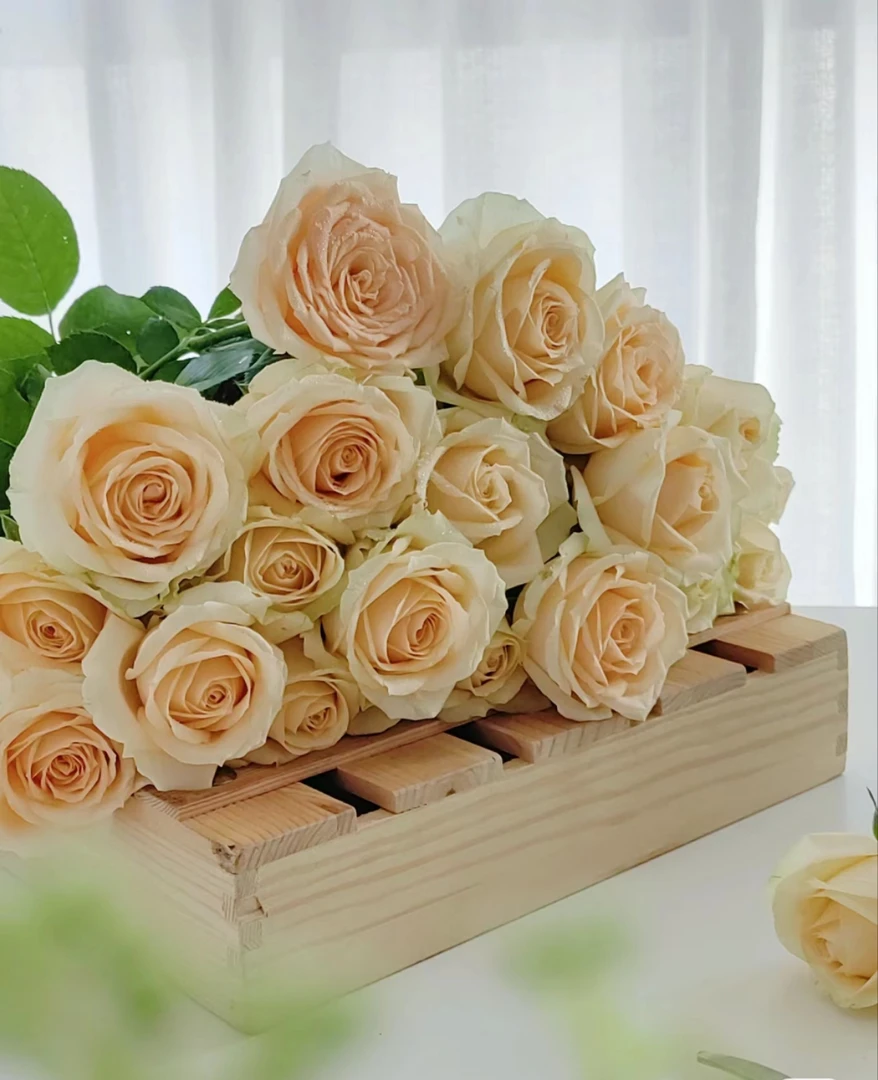 【花禧满阁专属2】香槟玫瑰  基地直采直发（任意三单一个运费）