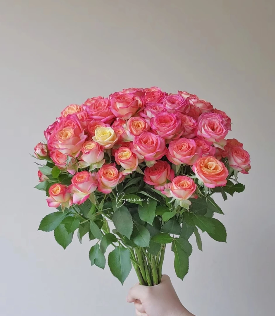 【花禧满阁专属】爱丽丝泡泡10枝 基地直采直发（三单一个运费）