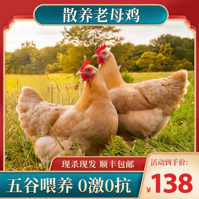【散养老母鸡】走地溜达地锅柴火三黄农家散养黄油土母鸡2.0-2.5斤