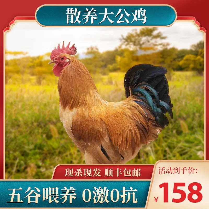 【散养大公鸡.】走地溜达地锅柴火皖南三黄农家土公鸡1只约1400g
