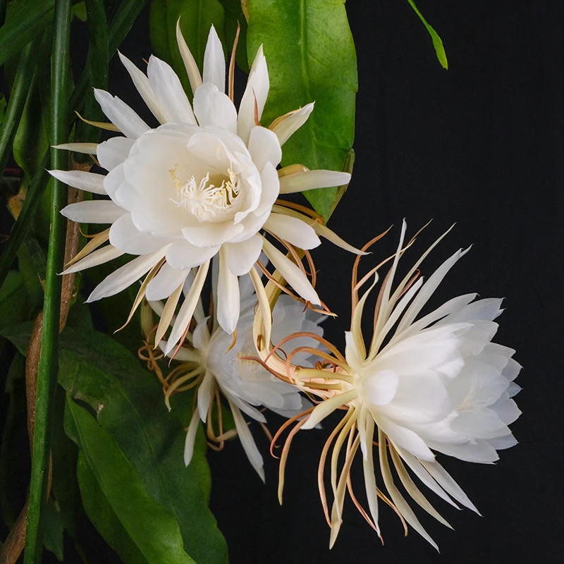 昙花盆栽室内阳台花卉耐旱白天也开放白色夏季美观