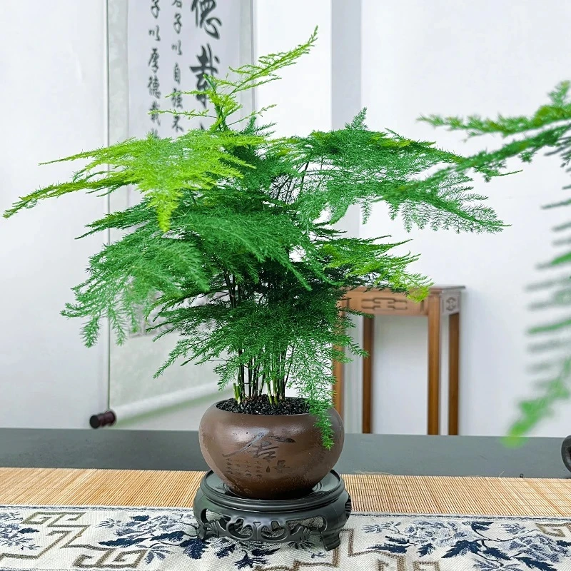 朵屿花间 文竹创意盆景 舍得盆 绿纱盆桌面小盆景