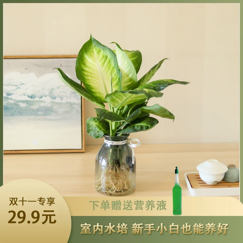 玛丽安万年青水培观叶室内绿植简单好养