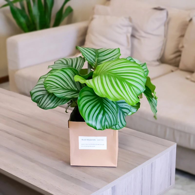 青苹果竹芋客厅绿植办公桌美观前台叶绿植盆栽花卉大气百搭植物