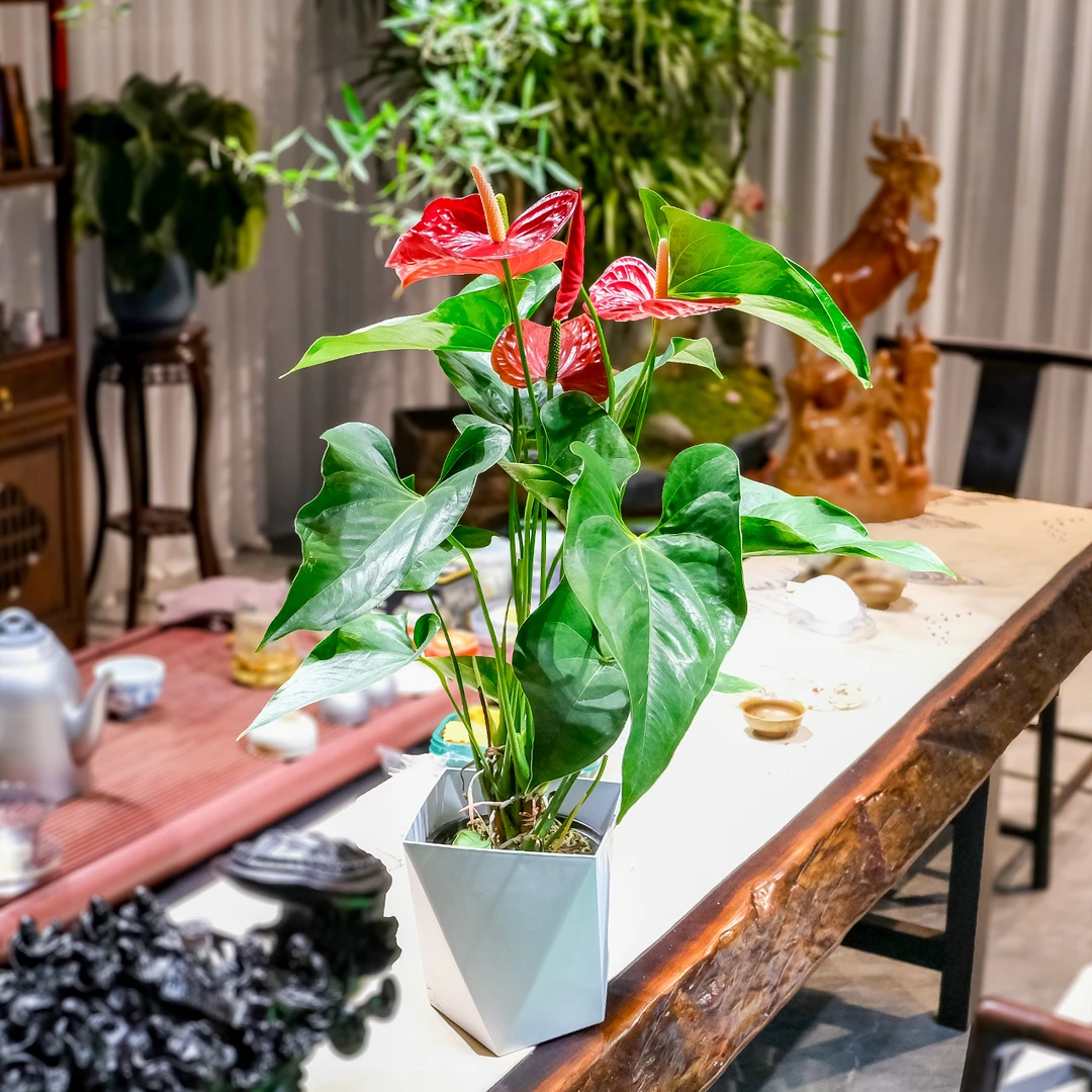 红掌盆栽室内花卉水培盆栽年宵节日花卉盆栽养护简单叶片夏季客厅