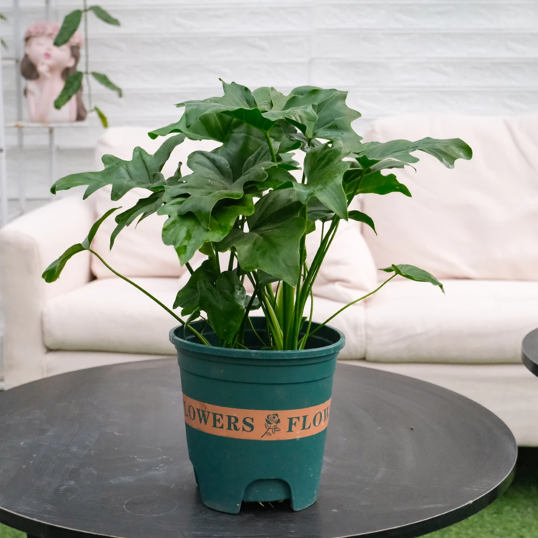 大盆春羽室内观叶绿植盆栽客厅书房四季常青大株好养植物美观