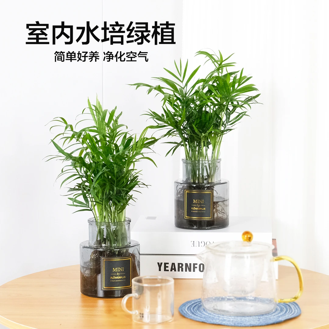 富贵椰子水培室内美观客厅水养常青袖珍椰子绿植前台植物手工
