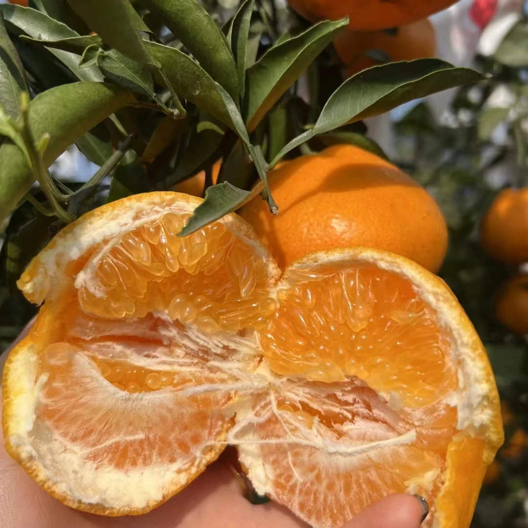 超好吃自然熟的眉山耙耙柑9甜一酸