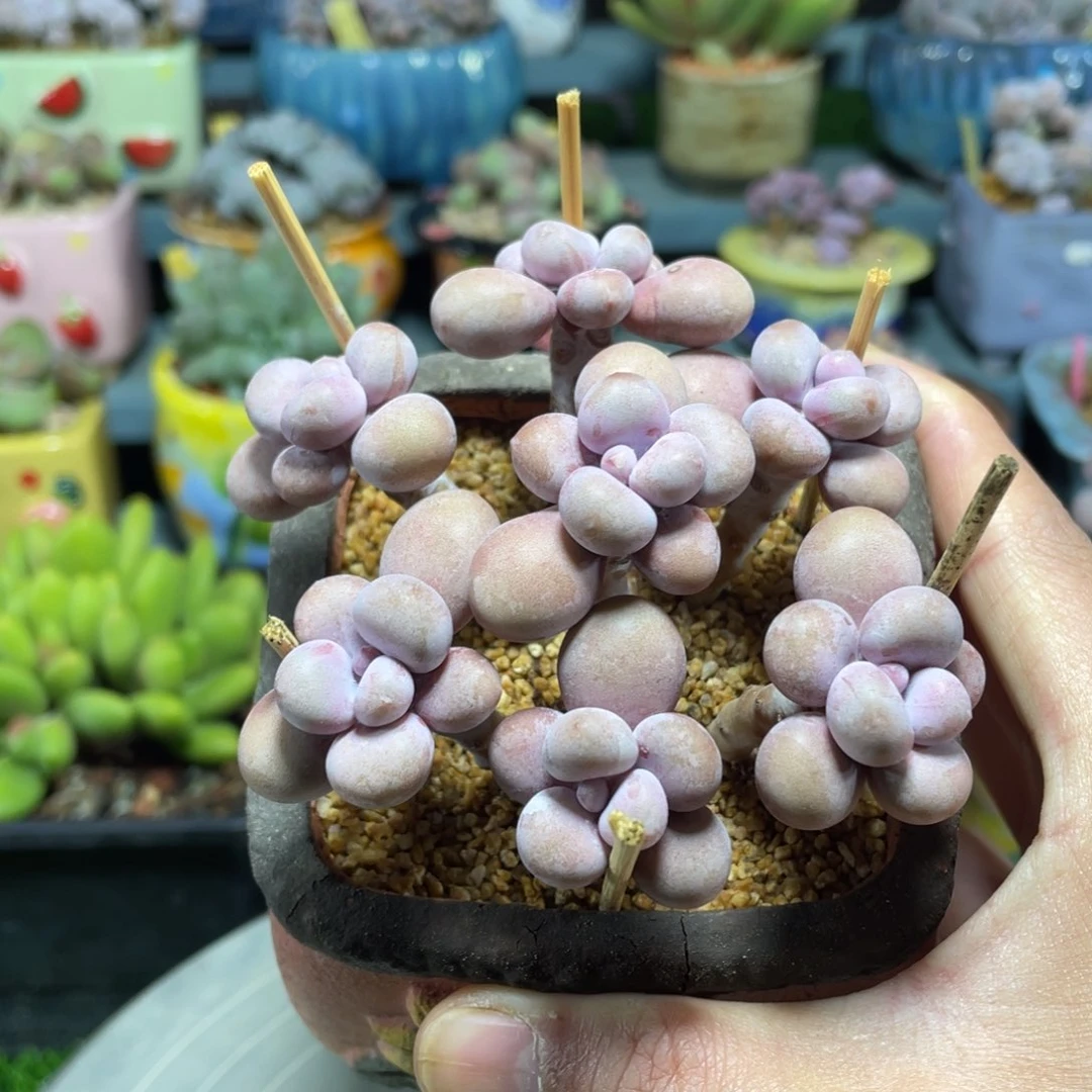 腰子桃蛋多肉植物