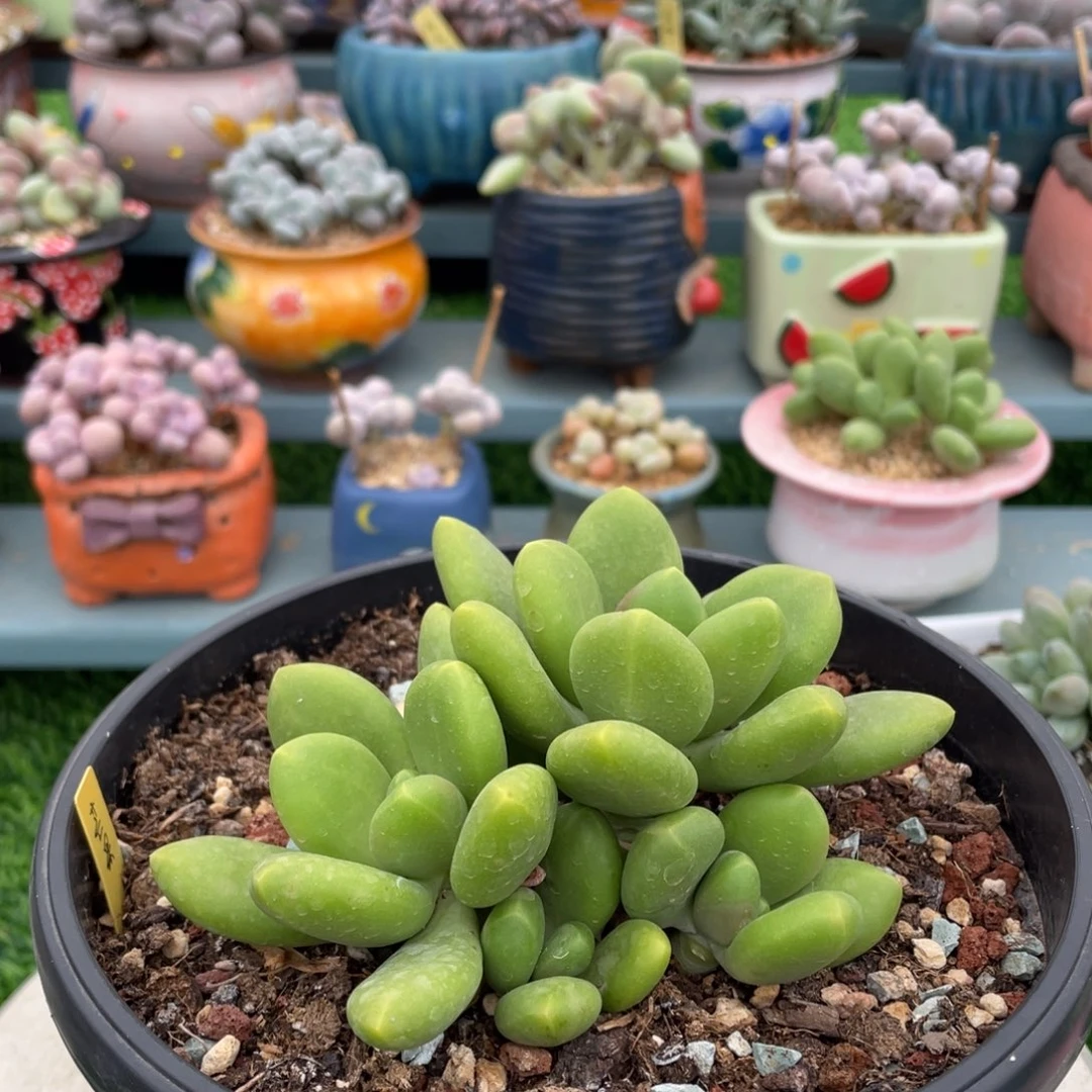 鱼头芒果奶多肉植物